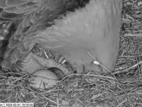 Claire lays her first egg of 2024 at Mon Valley Works Irvin Plant bald eagles nest